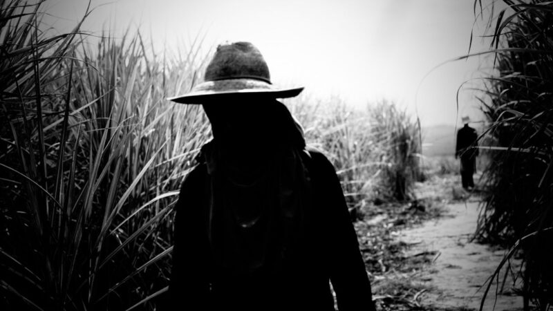 O Rancho da Goiabada, ou Pois é Meu Camarada, Fácil, Fácil Não é a Vida | 2024